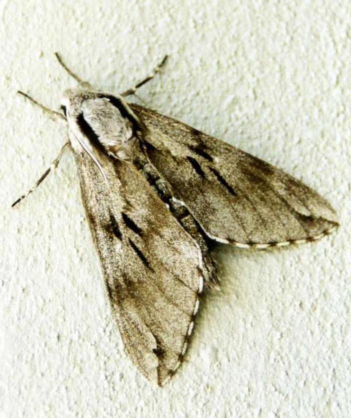 Sphinx pinastri (Lepidoptera, Sphingidae)